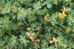 Crotalaria medicaginea var. medicaginea